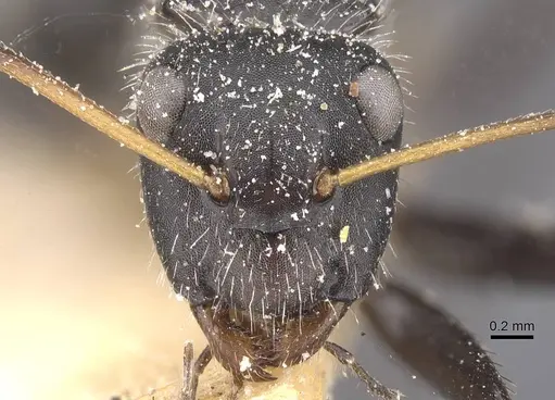 Camponotus decessor specimen CASENT0911746 image casent0911746_2