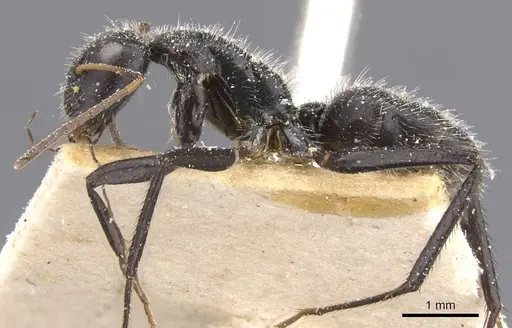 Camponotus decessor specimen CASENT0911746 image casent0911746_3