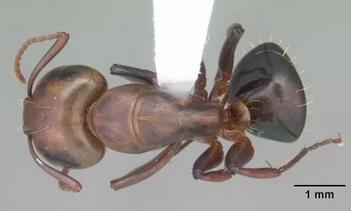 Camponotus decipiens specimen CASENT0103658 image casent0103658_1