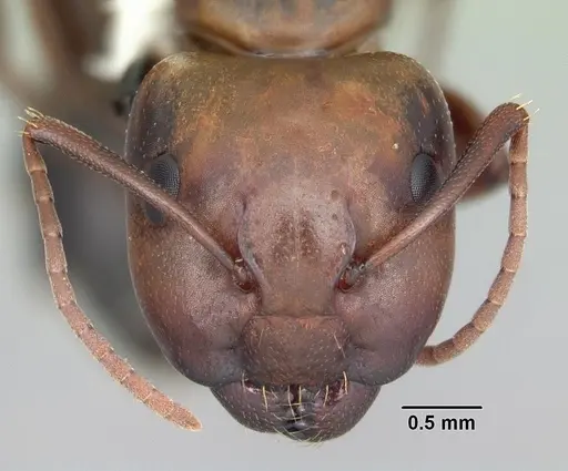 Camponotus decipiens specimen CASENT0103658 image casent0103658_2