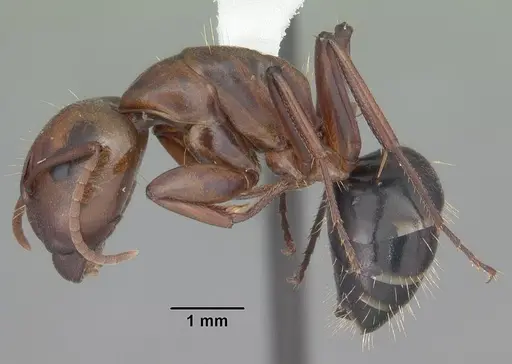 Camponotus decipiens specimen CASENT0103658 image casent0103658_3