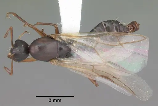 Camponotus decipiens specimen CASENT0103662 image casent0103662_1