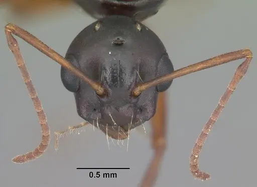 Camponotus decipiens specimen CASENT0103662 image casent0103662_2