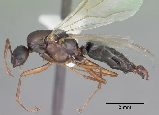 Camponotus decipiens specimen CASENT0103662 image casent0103662_3