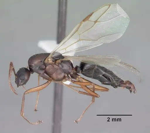 Camponotus decipiens specimen CASENT0103662 image casent0103662_4