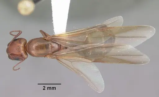 Camponotus decipiens specimen CASENT0103665 image casent0103665_1