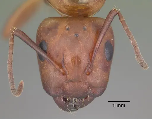 Camponotus decipiens specimen CASENT0103665 image casent0103665_2
