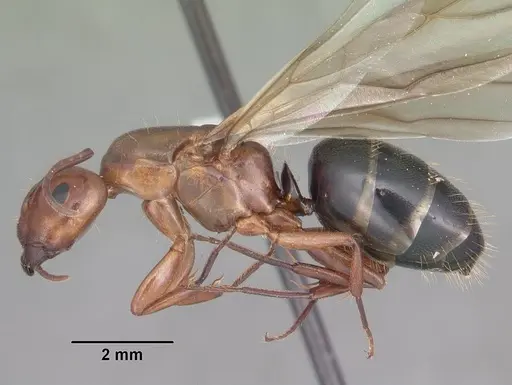 Camponotus decipiens specimen CASENT0103665 image casent0103665_3