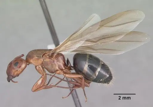 Camponotus decipiens specimen CASENT0103665 image casent0103665_4
