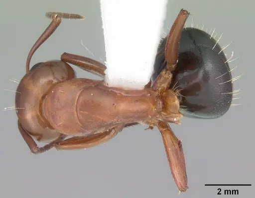 Camponotus decipiens specimen CASENT0103666 image casent0103666_1
