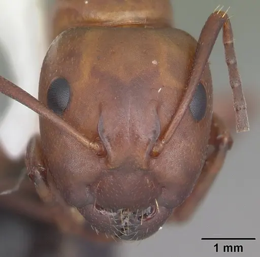 Camponotus decipiens specimen CASENT0103666 image casent0103666_2