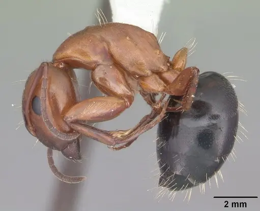 Camponotus decipiens specimen CASENT0103666 image casent0103666_3