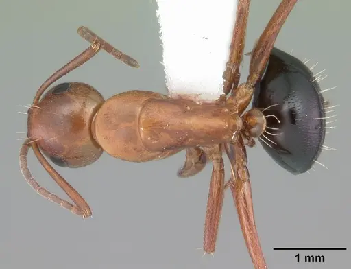 Camponotus decipiens specimen CASENT0103667 image casent0103667_1