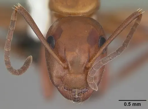 Camponotus decipiens specimen CASENT0103667 image casent0103667_2