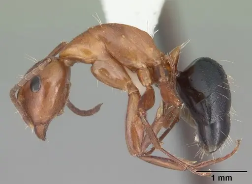 Camponotus decipiens specimen CASENT0103667 image casent0103667_3