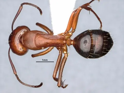 Camponotus decipiens specimen CASENT0220424 image casent0220424_1