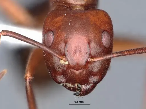 Camponotus decipiens specimen CASENT0220424 image casent0220424_2