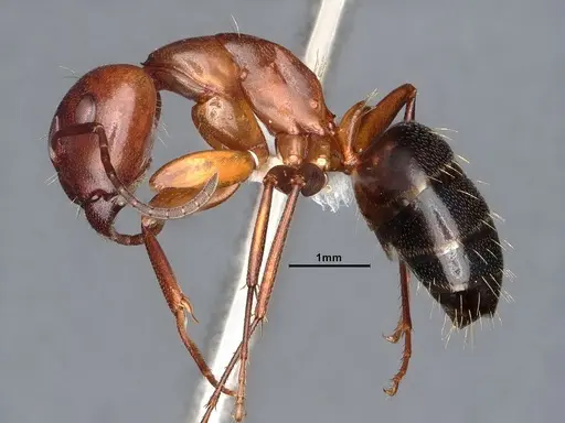 Camponotus decipiens specimen CASENT0220424 image casent0220424_3