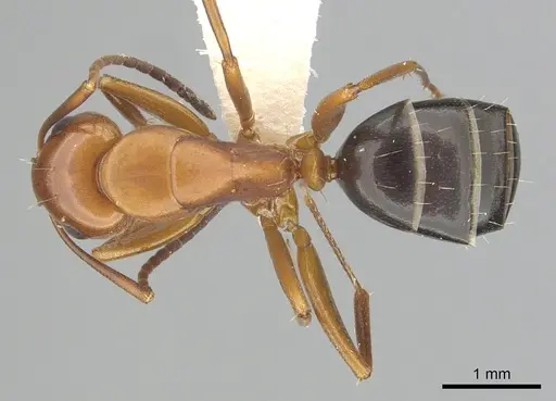 Camponotus decipiens specimen CASENT0249367 image casent0249367_1