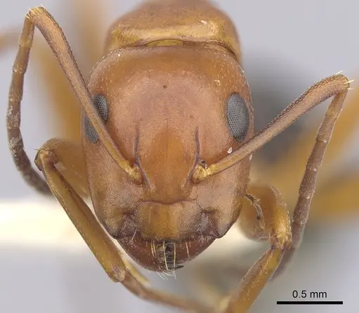Camponotus decipiens specimen CASENT0249367 image casent0249367_2
