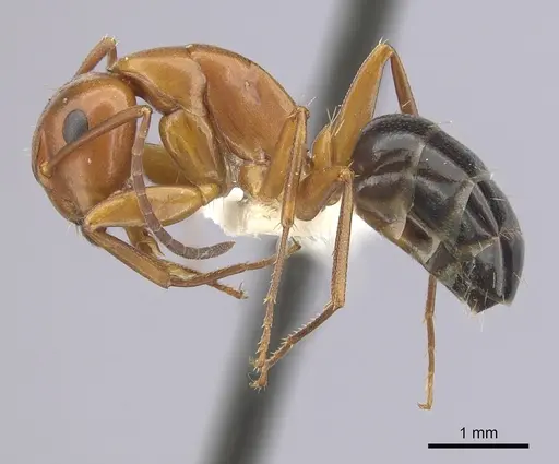 Camponotus decipiens specimen CASENT0249367 image casent0249367_3