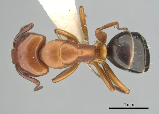Camponotus decipiens specimen CASENT0249368 image casent0249368_1
