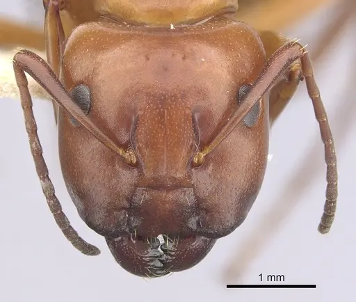 Camponotus decipiens specimen CASENT0249368 image casent0249368_2