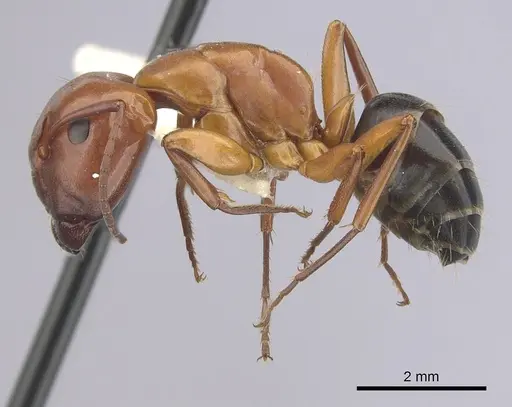 Camponotus decipiens specimen CASENT0249368 image casent0249368_3