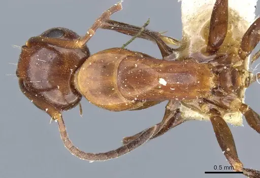 Camponotus decipiens specimen CASENT0905404 image casent0905404_1