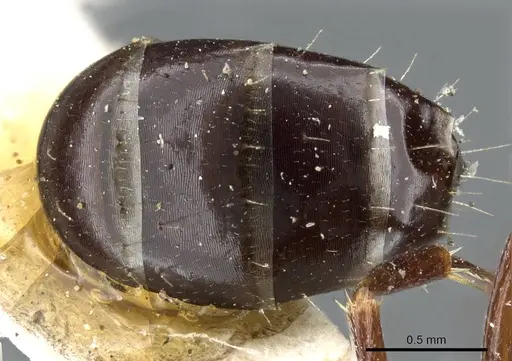 Camponotus decipiens specimen CASENT0905404 image casent0905404_2