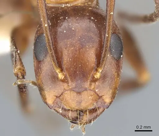 Camponotus decipiens specimen CASENT0905404 image casent0905404_3
