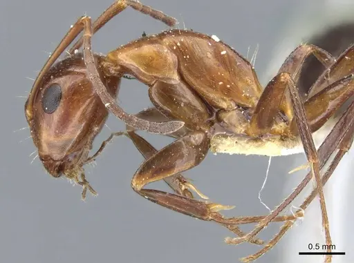 Camponotus decipiens specimen CASENT0905404 image casent0905404_4