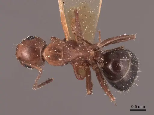 Camponotus decipiens specimen FMNHINS0000045842 image fmnhins0000045842_1