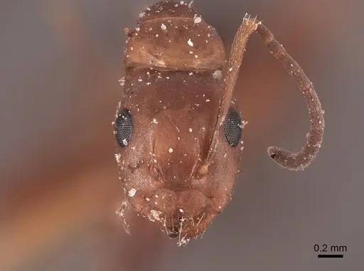 Camponotus decipiens specimen FMNHINS0000045842 image fmnhins0000045842_2