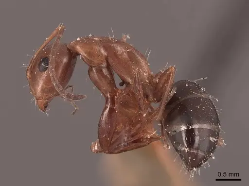 Camponotus decipiens specimen FMNHINS0000045842 image fmnhins0000045842_3