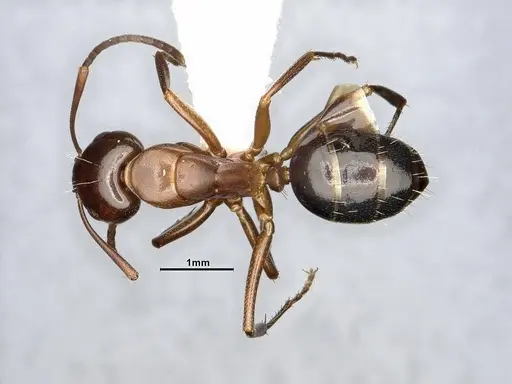 Camponotus decipiens specimen MEM290584 image mem290584_1