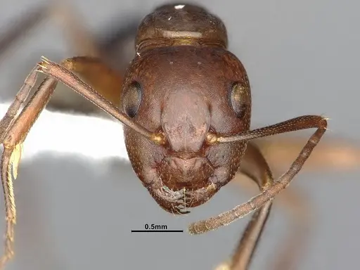 Camponotus decipiens specimen MEM290584 image mem290584_2