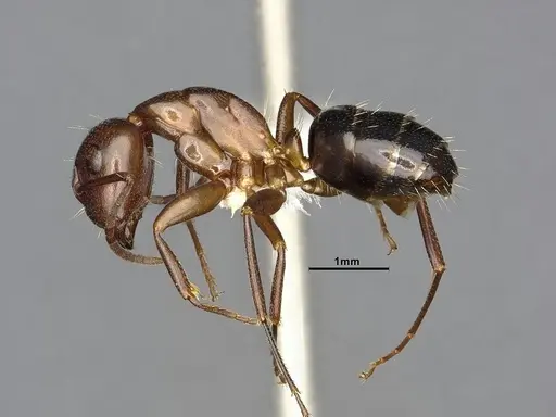 Camponotus decipiens specimen MEM290584 image mem290584_3