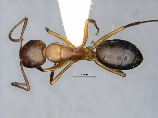 Camponotus decipiens specimen MEM290589 image mem290589_1