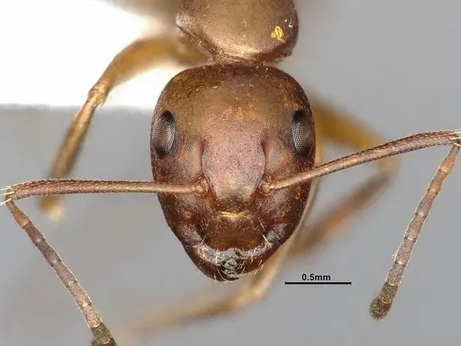 Camponotus decipiens specimen MEM290589 image mem290589_2