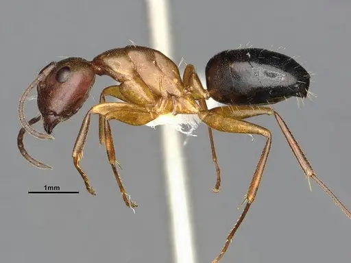 Camponotus decipiens specimen MEM290589 image mem290589_3