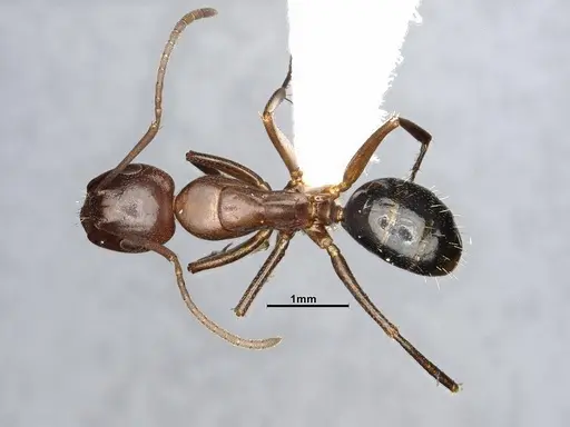Camponotus decipiens specimen MEM302180 image mem302180_1