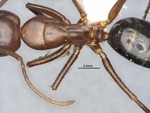 Camponotus decipiens specimen MEM302180 image mem302180_2