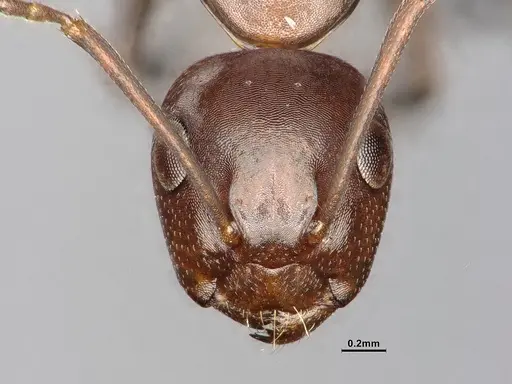 Camponotus decipiens specimen MEM302180 image mem302180_3