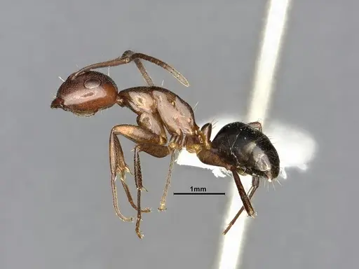 Camponotus decipiens specimen MEM302180 image mem302180_4