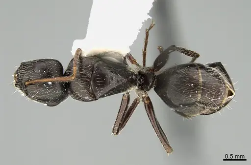 Camponotus declivus specimen ANTWEB1041563 image antweb1041563_1