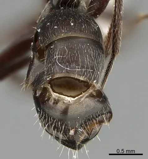 Camponotus declivus specimen ANTWEB1041563 image antweb1041563_2