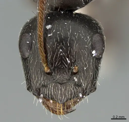 Camponotus declivus specimen ANTWEB1041563 image antweb1041563_3