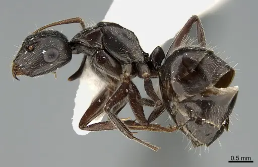 Camponotus declivus specimen ANTWEB1041563 image antweb1041563_4