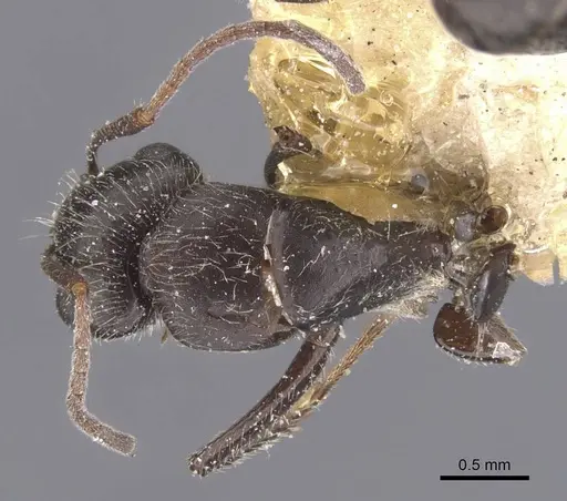 Camponotus declivus specimen CASENT0911681 image casent0911681_1